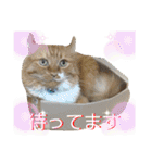 ♡可愛い家族達♡（個別スタンプ：21）