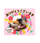 こたぎん柴犬スタンプ（個別スタンプ：1）