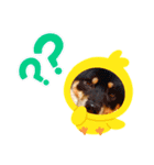 こたぎん柴犬スタンプ（個別スタンプ：3）