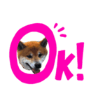 こたぎん柴犬スタンプ（個別スタンプ：6）