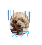 トイプードルのクゥ②（個別スタンプ：1）