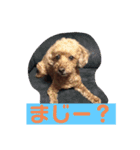 トイプードルのクゥ②（個別スタンプ：5）