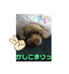 トイプードルのクゥ②（個別スタンプ：10）