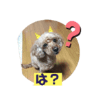 トイプードルのクゥ②（個別スタンプ：12）