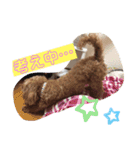 トイプードルのクゥ②（個別スタンプ：13）