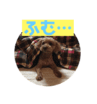 トイプードルのクゥ②（個別スタンプ：14）