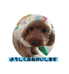 トイプードルのクゥ②（個別スタンプ：15）
