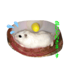 SHINOMARUアニマルズ（個別スタンプ：1）