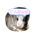 SHINOMARUアニマルズ（個別スタンプ：3）