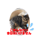 SHINOMARUアニマルズ（個別スタンプ：11）