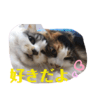 SHINOMARUアニマルズ（個別スタンプ：32）