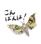 かしこまった虫たち（個別スタンプ：22）