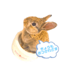 チェスナの日常（個別スタンプ：1）