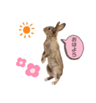 チェスナの日常（個別スタンプ：7）
