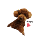 我が家のモコちゃん❤️（個別スタンプ：7）