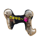 ビションフリーゼムギラテ（個別スタンプ：7）
