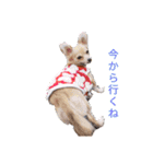 トラ マロン バンビの日常（個別スタンプ：5）