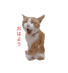 トラ マロン バンビの日常（個別スタンプ：31）
