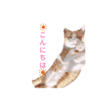 トラ マロン バンビの日常（個別スタンプ：37）