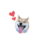 柴犬 こうめちゃん②♡敬語編（個別スタンプ：1）