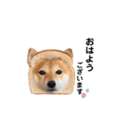 柴犬 こうめちゃん②♡敬語編（個別スタンプ：2）