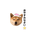 柴犬 こうめちゃん②♡敬語編（個別スタンプ：3）