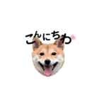 柴犬 こうめちゃん②♡敬語編（個別スタンプ：4）