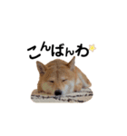 柴犬 こうめちゃん②♡敬語編（個別スタンプ：5）