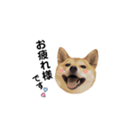柴犬 こうめちゃん②♡敬語編（個別スタンプ：6）