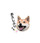 柴犬 こうめちゃん②♡敬語編（個別スタンプ：7）