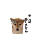 柴犬 こうめちゃん②♡敬語編（個別スタンプ：9）