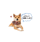 柴犬 こうめちゃん②♡敬語編（個別スタンプ：10）