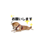 柴犬 こうめちゃん②♡敬語編（個別スタンプ：11）