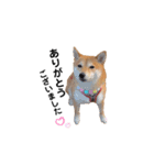 柴犬 こうめちゃん②♡敬語編（個別スタンプ：12）
