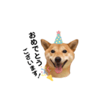 柴犬 こうめちゃん②♡敬語編（個別スタンプ：13）