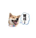 柴犬 こうめちゃん②♡敬語編（個別スタンプ：14）
