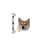 柴犬 こうめちゃん②♡敬語編（個別スタンプ：15）