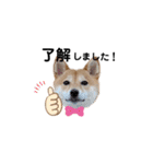 柴犬 こうめちゃん②♡敬語編（個別スタンプ：16）