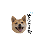 柴犬 こうめちゃん②♡敬語編（個別スタンプ：17）