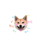 柴犬 こうめちゃん②♡敬語編（個別スタンプ：18）