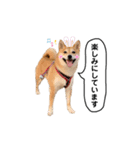 柴犬 こうめちゃん②♡敬語編（個別スタンプ：19）