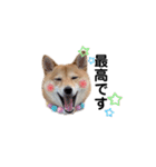 柴犬 こうめちゃん②♡敬語編（個別スタンプ：20）