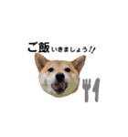 柴犬 こうめちゃん②♡敬語編（個別スタンプ：23）
