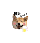 柴犬 こうめちゃん②♡敬語編（個別スタンプ：24）