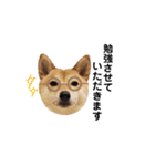 柴犬 こうめちゃん②♡敬語編（個別スタンプ：25）