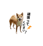 柴犬 こうめちゃん②♡敬語編（個別スタンプ：26）