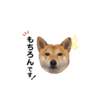 柴犬 こうめちゃん②♡敬語編（個別スタンプ：27）