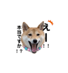 柴犬 こうめちゃん②♡敬語編（個別スタンプ：28）