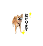 柴犬 こうめちゃん②♡敬語編（個別スタンプ：29）