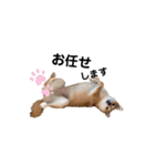 柴犬 こうめちゃん②♡敬語編（個別スタンプ：30）